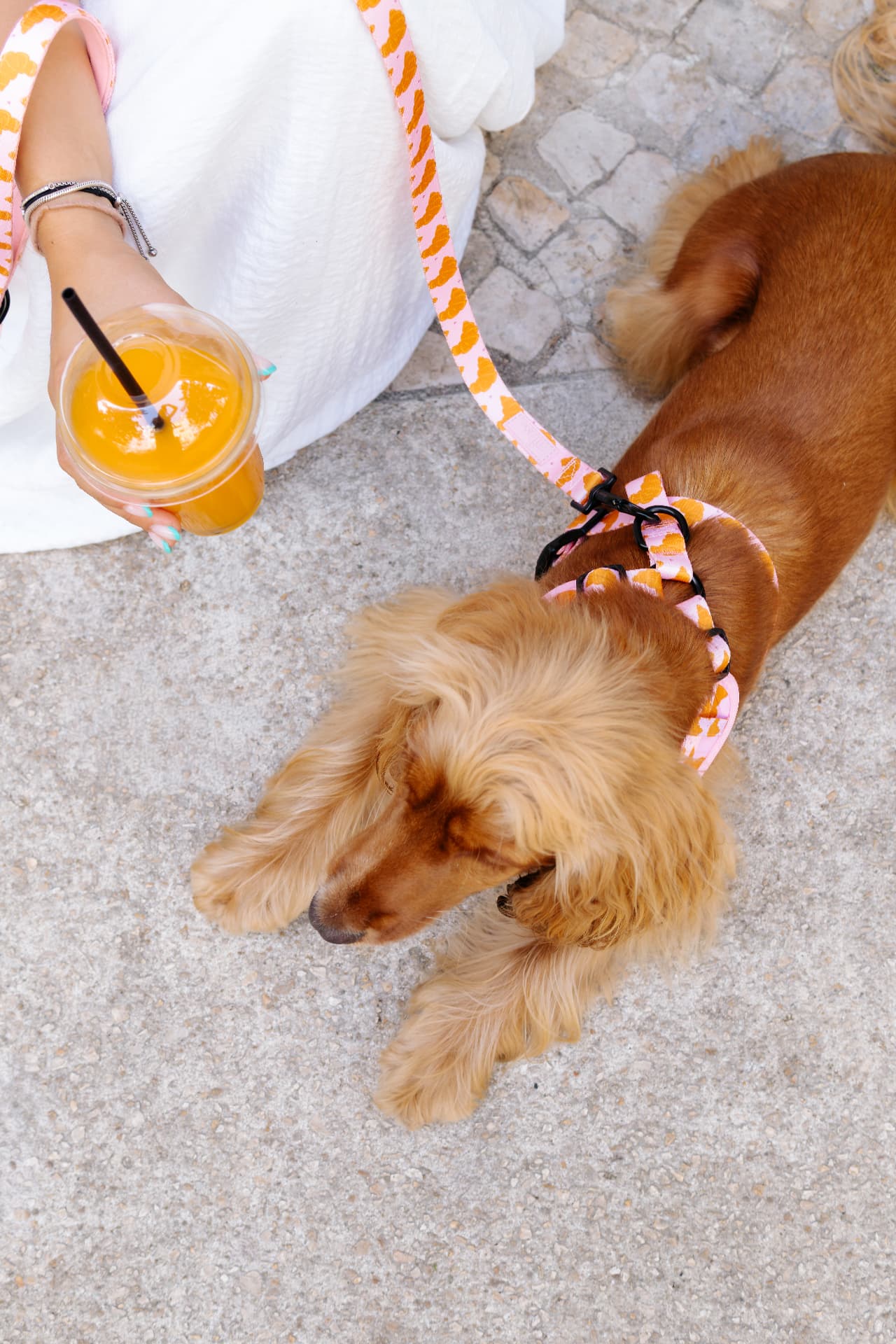 Matin Leash and harness set seen from above