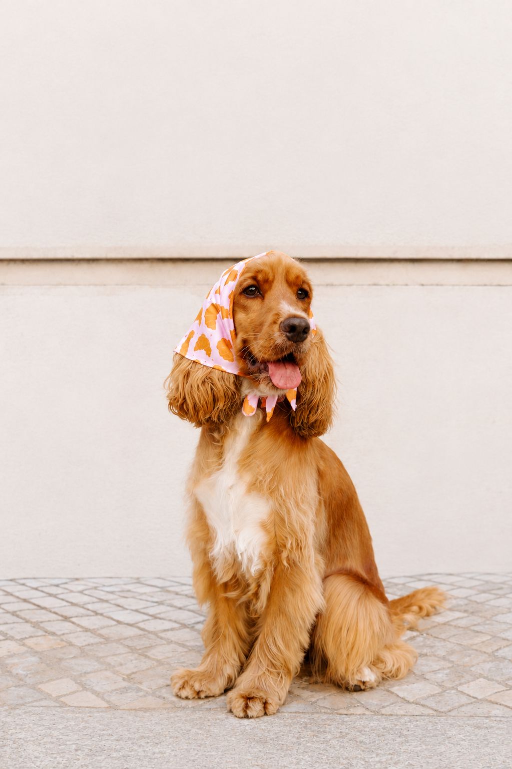 Matin Bandana worn as a headscarf by a cocker spaniel