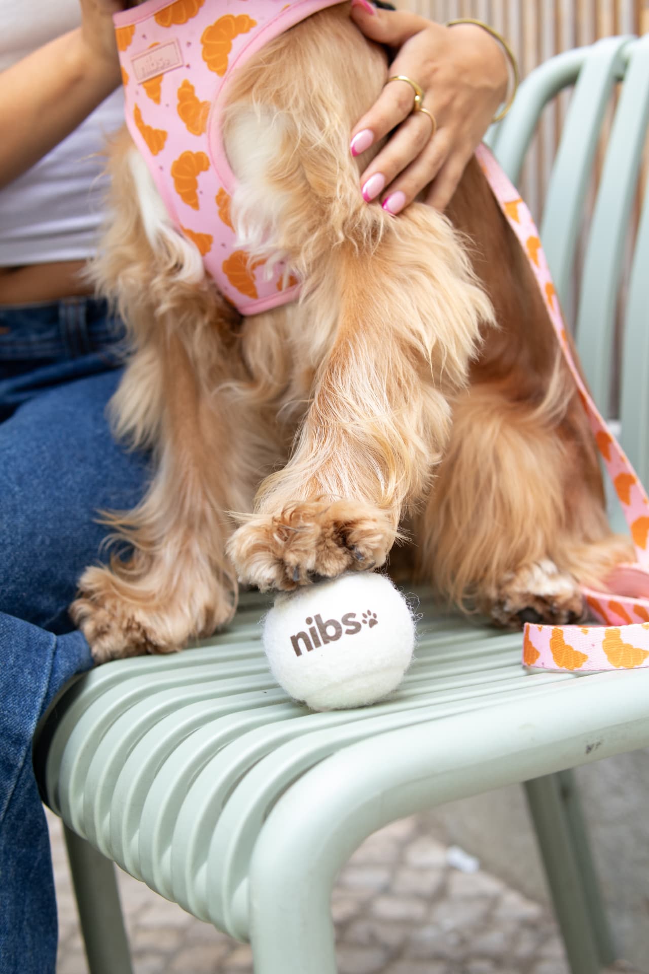 Court Set — stylish dog toys for play