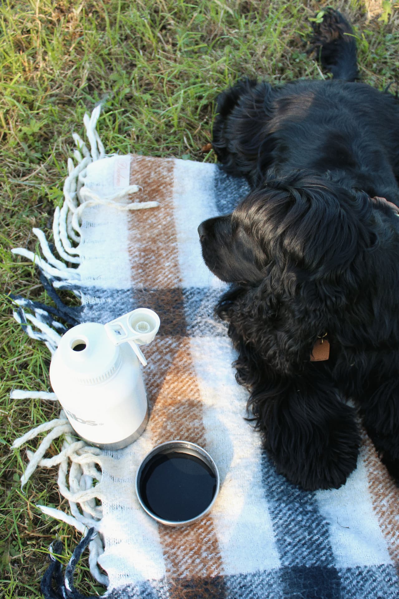 The Bowl Bottle next to a cocker spaniel on a picnic blanket