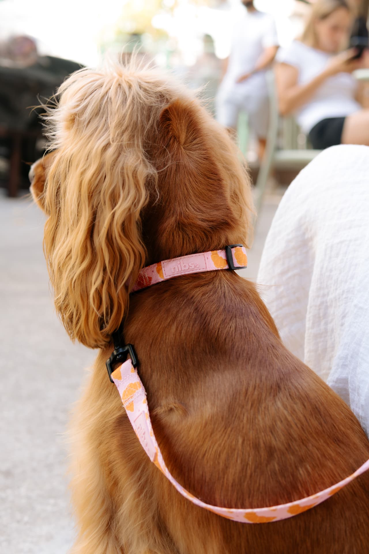 Matin Collar close-up on a cocker spaniel