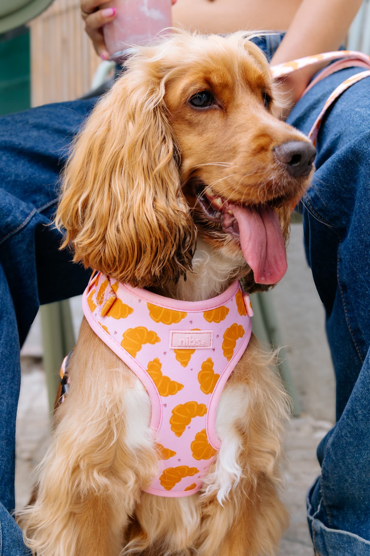 Matin Harness in pink croissant print on a cocker spaniel